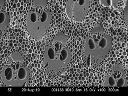 竹炭断面図（電子顕微鏡写真）