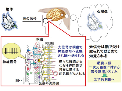 視覚系神経回路の情報処理に関する研究イメージ