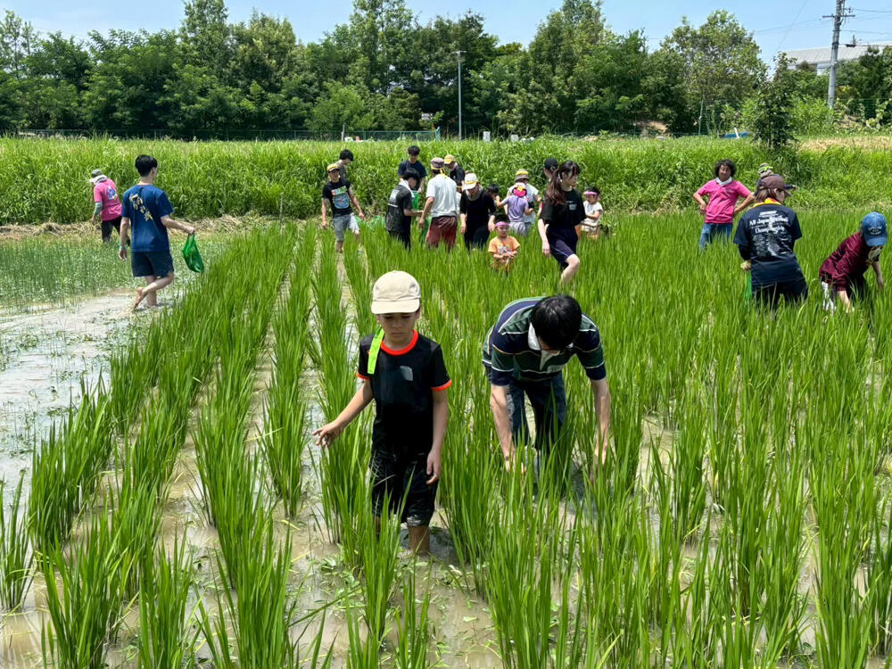 20250919-LINE_ALBUM_20250706田んぼイベント_250919_9.jpg