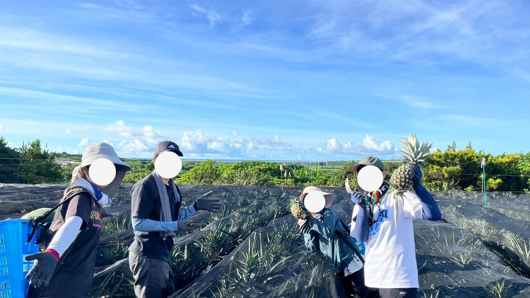 石垣市_パイナップル収穫-2.JPG