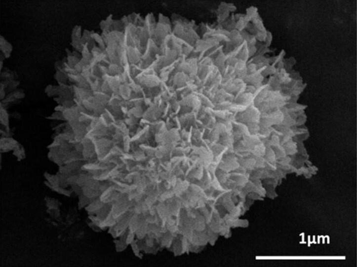 自然由来の素材・プロセスを利用した素材開発