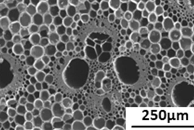 竹炭の電子顕微鏡写真 植物の自己最適モデリングの結果得られた精妙な組織構造を利用することができる．