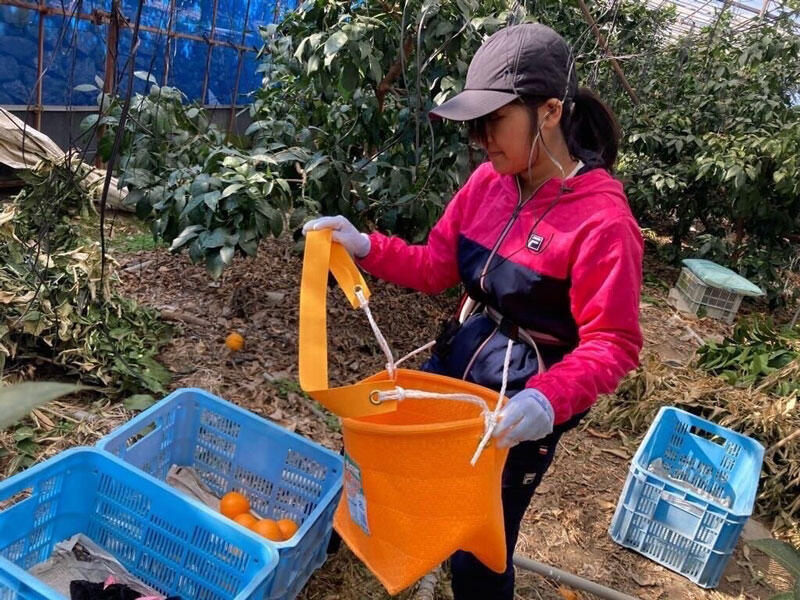 ミカン収穫の様子